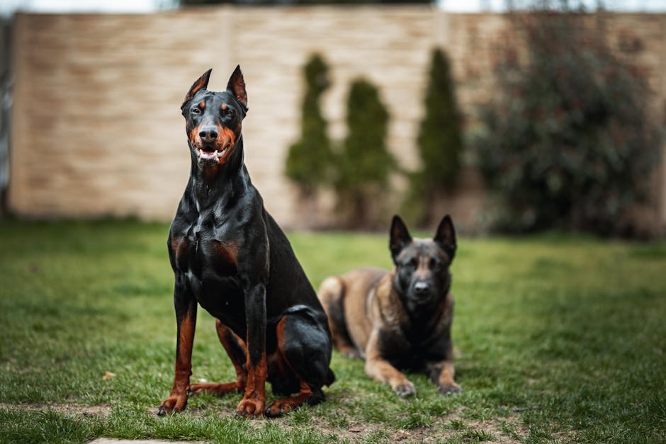 Fact or Fiction: The Choking Doberman Legend Explained