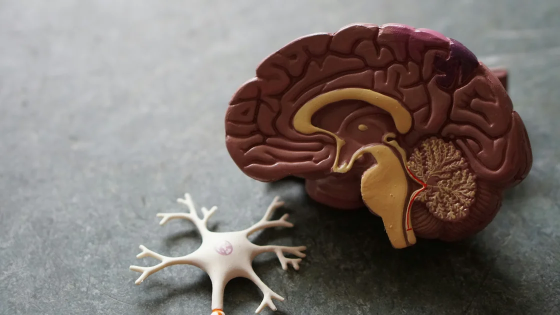 The role of cognitive bias: Why our brains actively ignore factual scientific data